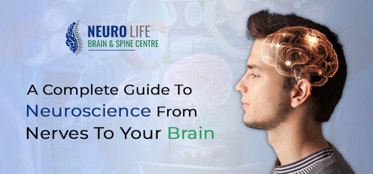 A Complete Guide To Neuroscience, From Nerves To Your Brain